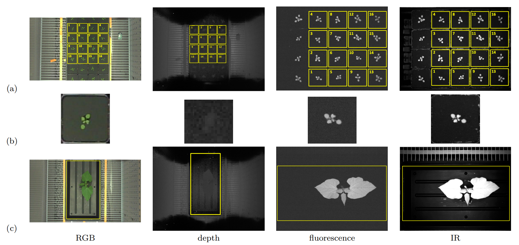 The multi-modality plant imagery database of MSU-PID. (a) four modalities of Arabidopsis plant; (b) a zoom-in view of one Arabidopsis plant; (c) four modalities of bean plant.