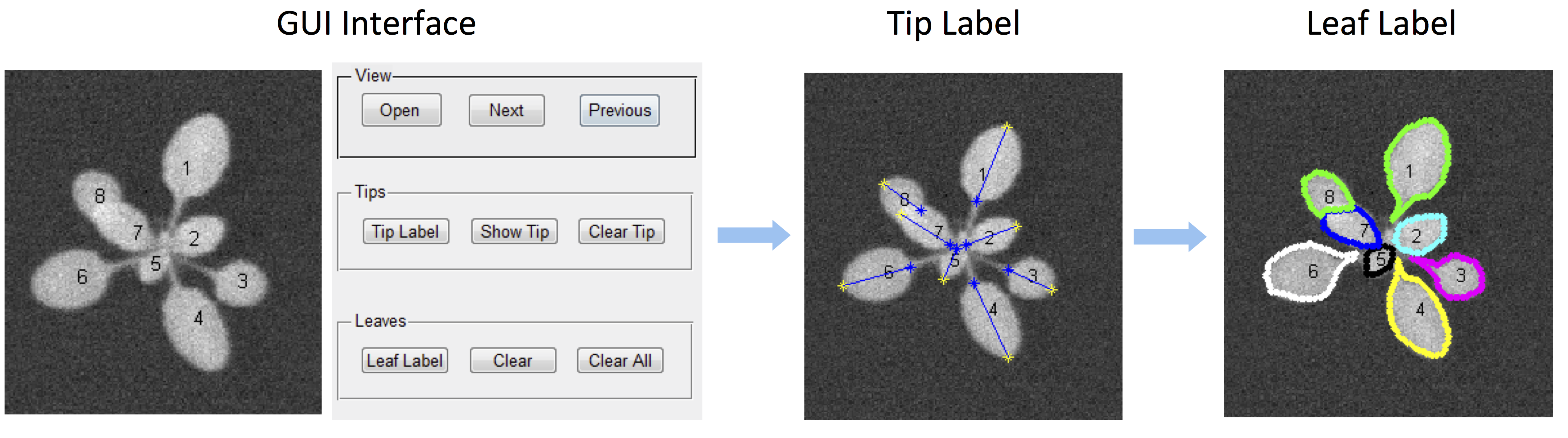 Leaf labeling tool interface.