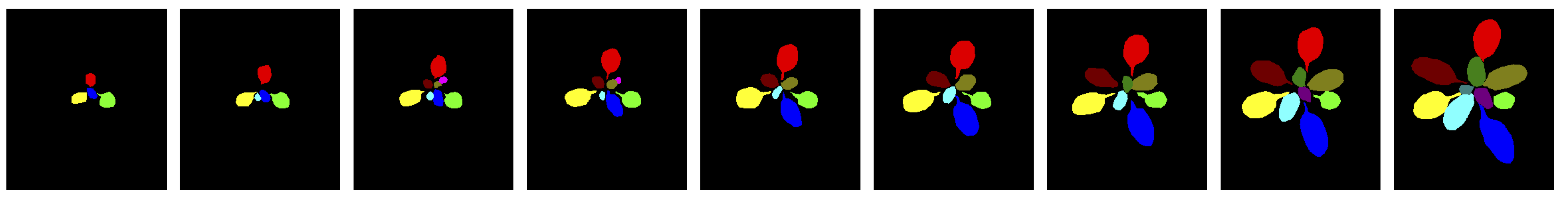 Example labeling of one Arabidopsis plant over time.