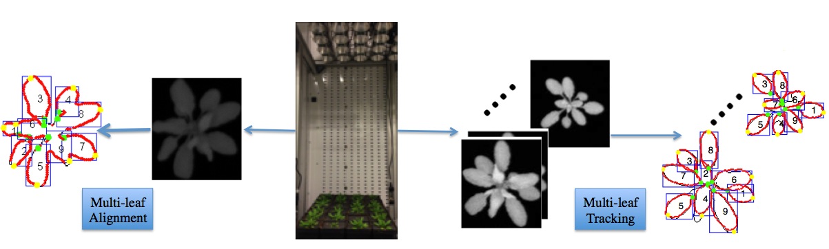 Overview of leaf alignment and tracking system