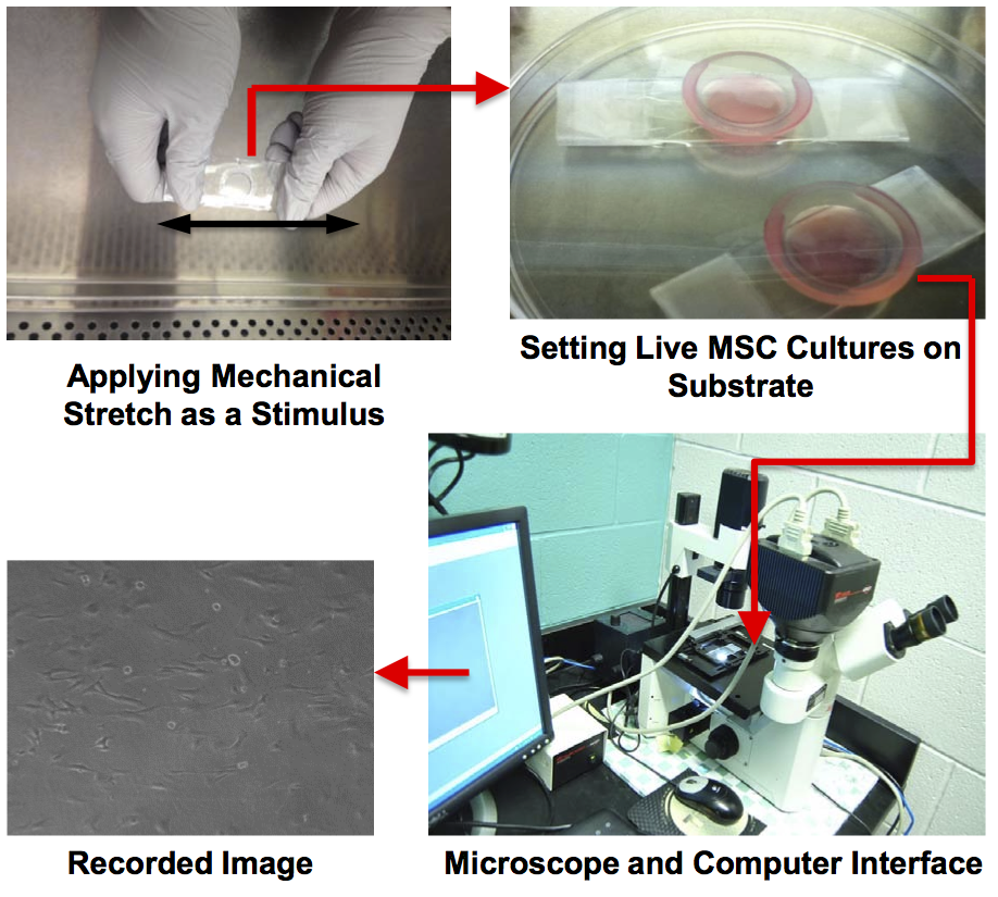 Stem cell setup